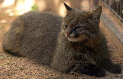12 pisici sălbatice rare, existența care sunteți, este chiar posibil să nu știe (existența) 12 pisici sălbatice rare, existența care sunteți, este chiar posibil să nu știu