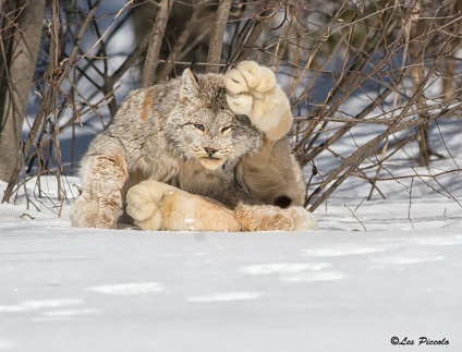 12 pisici sălbatice rare, existența care sunteți, este chiar posibil să nu se cunoască (sălbatic) 12 pisici sălbatice rare, existența care sunteți, este chiar posibil să nu știu