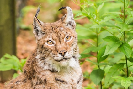 12 specii de cele mai rare pisici sălbatice (sălbatice) 12 specii de cele mai rare pisici sălbatice