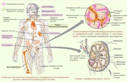 ganglionilor limfatici axilari care este, mărimea normei la nivelul glandei mamare (fier) ganglionilor limfatici axilari care este, mărimea ratei în piept