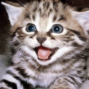 Alergiei la pisici și animale - un medicament împotriva ei (medicament) Alergiei la pisici și animale - un medicament împotriva ei