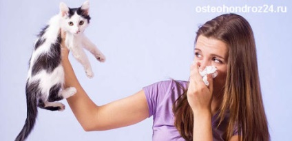 simptomele alergice Cat, semne, tratament (alergie) Cat alergie simptome, semne, tratament