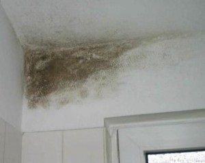 Alergia la mucegai, alergie fungice (alergie) Alergia la mucegai, alergie fungice