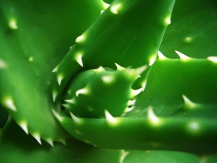 Aloe par (păr) Aloe par