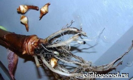 floare Alokaziya (perioada de creștere activă) floare Alokaziya