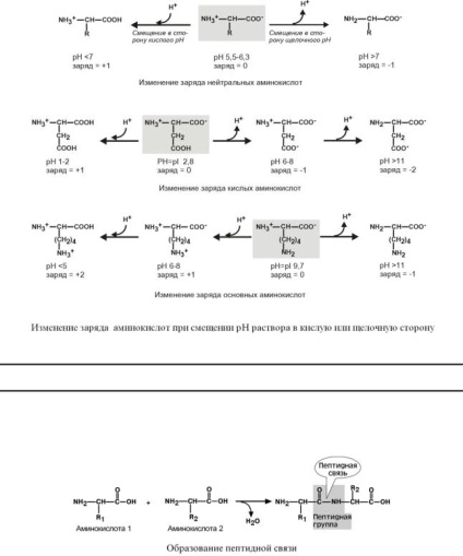 Aminoacizii ca medicamente 1 (taxa este egală cu aminoacidul) Aminoacizii ca medicamente 1