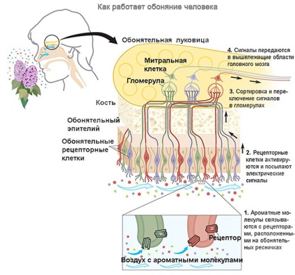 ARS, hyposphresia, hyperospheresia (hyperospheresia) ARS, hyposphresia, hyperospheresia