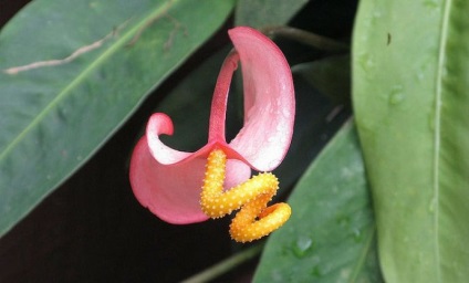 Scherzer Anthurium caracteristici distinctive, se amestecă, alte soiuri, de îngrijire la domiciliu, video,