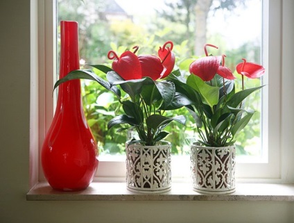 Scherzer Anthurium caracteristici distinctive, se amestecă, alte soiuri, de îngrijire la domiciliu, video,