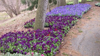 plantare Pansy și de îngrijire, foto (ochi) plantare Pansy și de îngrijire, fotografie