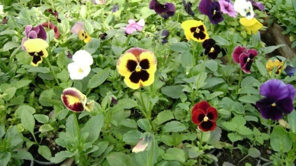 plantare Pansy și de îngrijire, foto (panselute) plantare Pansy și de îngrijire, fotografie