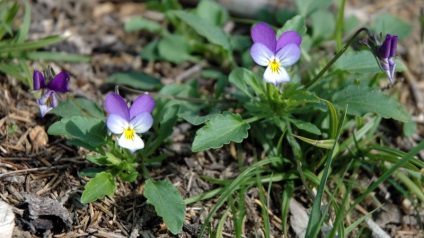plantare Pansy și de îngrijire, foto (îngrijire) plantare Pansy și de îngrijire, fotografie