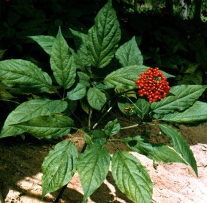 Ank - Vitus (rădăcină uscată de ginseng) APK - Vitus