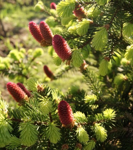 APK - Vitus - Norvegia molid (Picea) APK - Vitus - molid