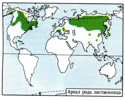 APK - Vitus - larice Siberian (seminte de peluza Seminte pentru ierburi de cereale Amestec flori de trandafir plantare imagini de irigare plante miere gunoi verde ierburi plante copaci arbuști furajere pentru armarea umede panta depoluării cosit pante a poluării cu hidrocarburi de îngrășământ nămol) APK - Vitus - zada siberiana