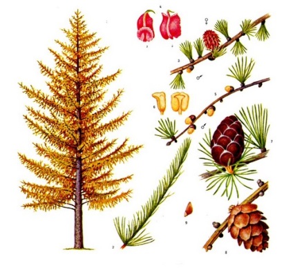 APK - Vitus - zada siberiana (siberiana) APK - Vitus - zada siberiana