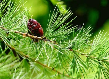 APK - Vitus - zada siberiana (Tamarack) APK - Vitus - zada siberiana