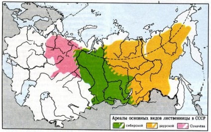APK - Vitus - larice Siberian (seminte de peluza Seminte pentru ierburi de cereale Amestec flori de trandafir plantare imagini de irigare plante miere gunoi verde ierburi plante copaci arbuști furajere pentru armarea umede panta depoluării cosit pante a poluării cu hidrocarburi de îngrășământ nămol) APK - Vitus - zada siberiana