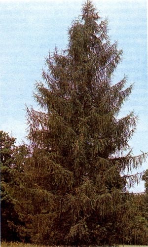 APK - Vitus - zada siberiana (hibrizi larice Europa) APK - Vitus - zada siberiana
