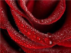 Rose Parfum (binecuvânteze salutã) trandafir parfum