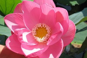 parfum Rose (aroma) trandafir parfum