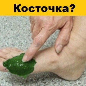 Bacteriile și algele sunt diferențele și asemănările ca înmulțirea și furaje (bacterii) Bacteriile și algele sunt diferențele și asemănările, ca rasa, și ce să mănânce