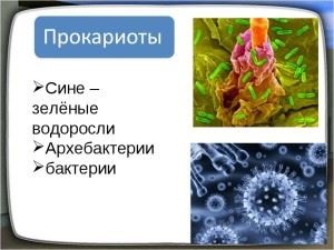Bacteriile și algele sunt diferențele și asemănările ca înmulțirea și furaje (bacterii) Bacteriile și algele sunt diferențele și asemănările, ca rasa, și ce să mănânce
