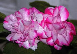 cameră Impatiens, reproducere și îngrijire (floricultura) camera Impatiens, reproducere și îngrijire