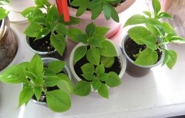 Impatiens înmulțire prin butași (Impatiens) Impatiens de înmulțire prin butași