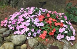 reproducerea butași Impatiens (reproducere) Impatiens de înmulțire prin butași