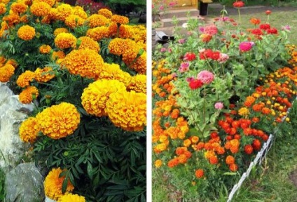 cultivare galbenele și îngrijirea plantelor în zona de grădină (gălbenele) cultivare galbenele și de îngrijire a plantelor în zona de grădină