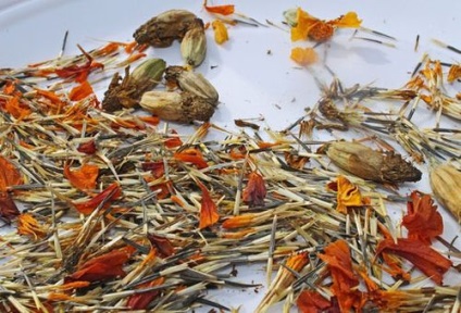 cultivare galbenele și îngrijirea plantelor în zona de grădină (de îngrijire) cultivare galbenele și de îngrijire a plantelor în zona de grădină