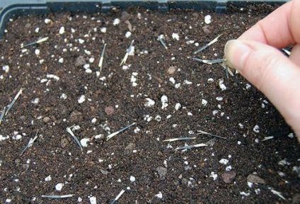 cultivare galbenele și îngrijirea plantelor în zona de grădină (gălbenele) cultivare galbenele și de îngrijire a plantelor în zona de grădină