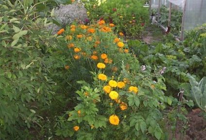cultivare galbenele și îngrijirea plantelor în zona de grădină (de îngrijire) cultivare galbenele și de îngrijire a plantelor în zona de grădină