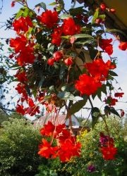 Begonia atârnare Downing - plantare și îngrijire (de îngrijire) Begonia atârnare Downing - plantare și îngrijire