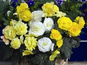 Begonia tuber plantarea și îngrijirea răsadurilor corespunzătoare, toate etapele de cultivare și reproducere (plantare begonia tuber și îngrijire) Begonia tuberculilor de plantare și îngrijire de material săditor, toate etapele de cultivare și reproducere