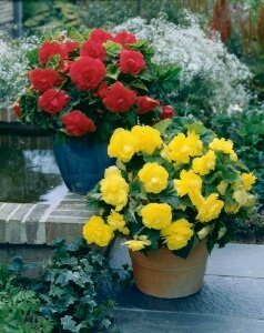 Begonia tuberculilor de plantare și îngrijire de material săditor, toate etapele de cultivare și de reproducere (creștere begoniile tuberculate) Begonia tuberculilor de plantare și îngrijire de material săditor, toate etapele de cultivare și reproducere