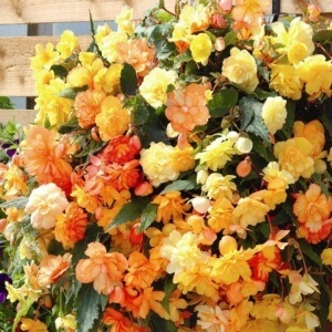 Begonia tuberculilor de plantare și îngrijire de material săditor, toate etapele de cultivare și reproducere (Begonia) Begonia tuberculilor de plantare și îngrijire de material săditor, toate etapele de cultivare și reproducere