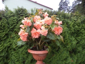 Begonia tuberculilor de plantare și îngrijire de material săditor, toate etapele de cultivare și reproducere (plantare) Begonia tuberculilor de plantare și îngrijire de material săditor, toate etapele de cultivare și reproducere
