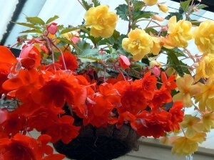 Begonia tuber plantarea și îngrijirea răsadurilor corespunzătoare, toate etapele de cultivare și reproducere (plantare begonia tuber și îngrijire) Begonia tuberculilor de plantare și îngrijire de material săditor, toate etapele de cultivare și reproducere