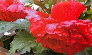 Begonia tuberculilor de plantare și îngrijire de material săditor, toate etapele de cultivare și de reproducere (de îngrijire) Begonia tuberculilor de plantare și îngrijire de material săditor, toate etapele de cultivare și reproducere