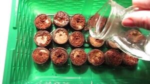 Begonia tuberculilor de plantare și îngrijire de material săditor, toate etapele de cultivare și de reproducere (de îngrijire) Begonia tuberculilor de plantare și îngrijire de material săditor, toate etapele de cultivare și reproducere