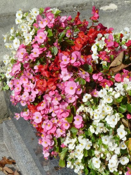 Begonia vechnotsvetuschaya, plantare, îngrijire și de reproducere (fotografii) (reproducere) vechnotsvetuschaya Begonia, plantare, îngrijire și de reproducere (fotografii)