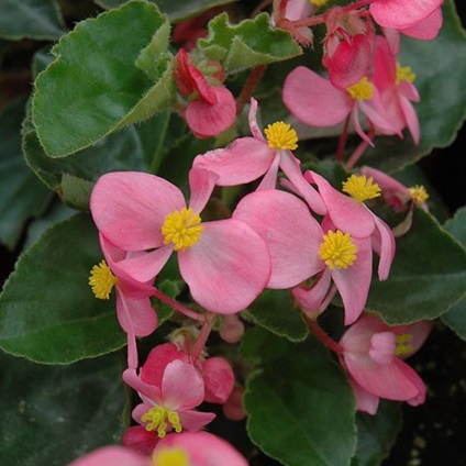 Begonia vechnotsvetuschaya, plantare, îngrijire și de reproducere (fotografii) (reproducere) vechnotsvetuschaya Begonia, plantare, îngrijire și de reproducere (fotografii)