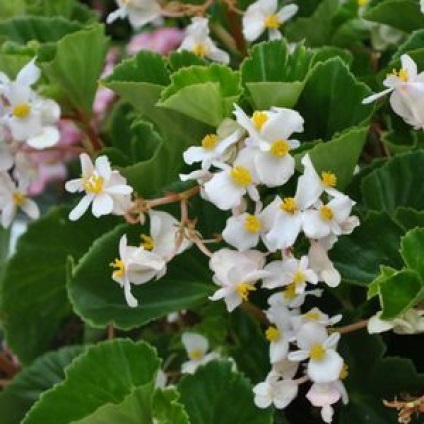 Begonia vechnotsvetuschaya, plantare, îngrijire și de reproducere (fotografii) (vechnotsvetuschaya) vechnotsvetuschaya Begonia, plantare, îngrijire și de reproducere (fotografii)