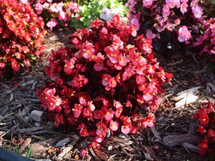 Begonia vechnotsvetuschaya, plantare, îngrijire și de reproducere (fotografii) (reproducere) vechnotsvetuschaya Begonia, plantare, îngrijire și de reproducere (fotografii)