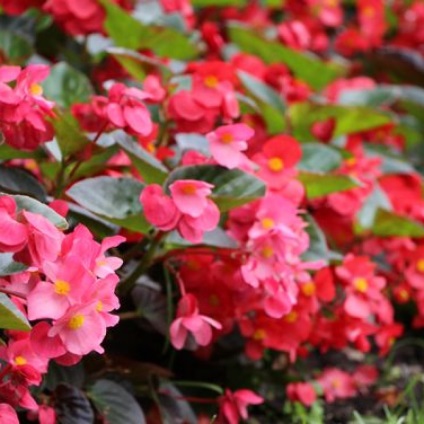 Begonia vechnotsvetuschaya, plantare, îngrijire și reproducere (fotografii) (plantare) vechnotsvetuschaya Begonia, plantare, îngrijire și de reproducere (fotografii)