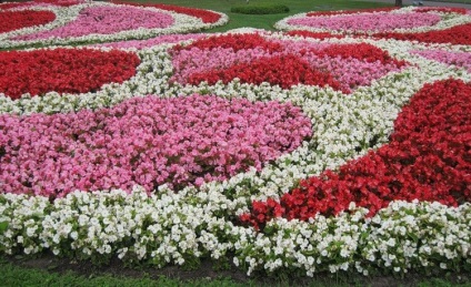 Begonia vechnotsvetuschaya, plantare, îngrijire și de reproducere (fotografii) (vechnotsvetuschaya) vechnotsvetuschaya Begonia, plantare, îngrijire și de reproducere (fotografii)