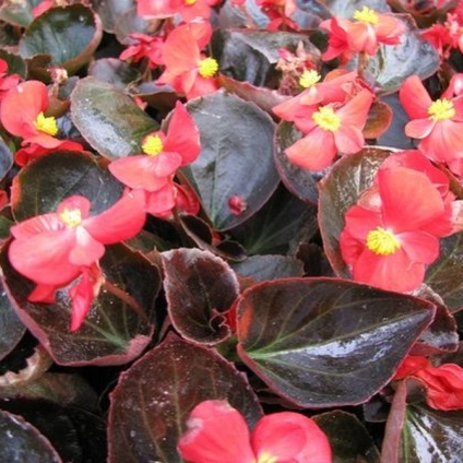 Begonia vechnotsvetuschaya, plantare, îngrijire și de reproducere (fotografii) (îngrijire) vechnotsvetuschaya Begonia, plantare, îngrijire și de reproducere (fotografii)