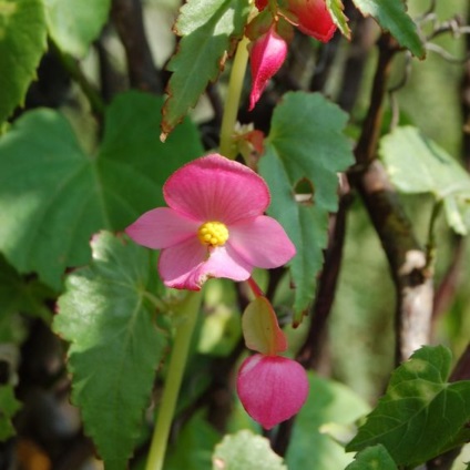 vechnotsvetuschaya Begonia, plantare, îngrijire și de reproducere (fotografii) (Begonia) vechnotsvetuschaya Begonia, plantare, îngrijire și de reproducere (fotografii)